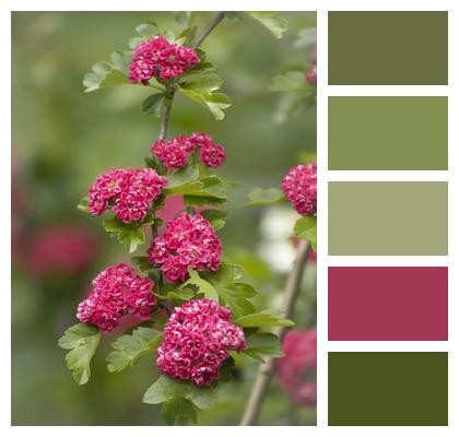 Pink Flowers Flowers Scarlet Hawthorn Image